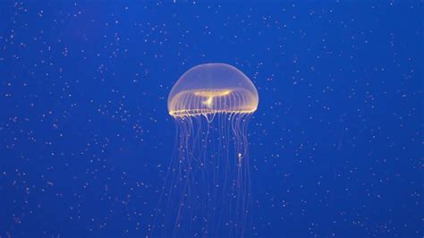 Aequorea!  This Tiny Jellyfish Emits Breathtaking Bioluminescence