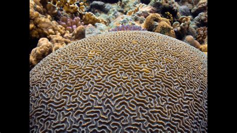  Fan Funnel Sponge: A Tiny Architect Building its World from Suspended Sand!