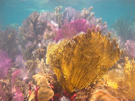 Fire Coral - A Tiny but Mighty Predator Lurking Within Colorful Colonies!