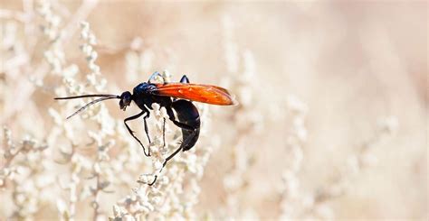  Tarantula Hawk:  A Fascinating Blend of Fuzzy Flight and Venomous Sting!