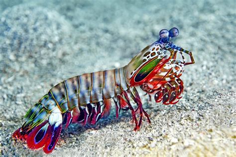  Mantis Shrimp - Can This Tiny Crustacean Really See More Colors Than Any Other Animal?