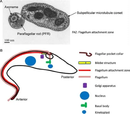 Rhodesia trypanosome: This microscopic swimming predator uses its flagellum to hunt for prey and evade danger!