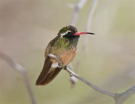  Xantus's Hummingbird - Can This Tiny Creature Really Migrate Thousands of Miles?